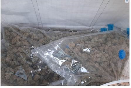Cannabis 1.jpg