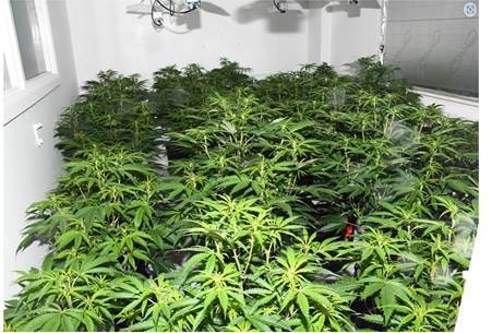 Cannabis 4.jpg