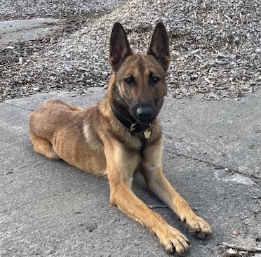 PD Sid