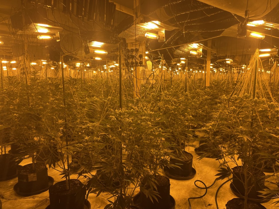 Cannabis farm